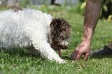 LAGOTTO CAVAGE 012
